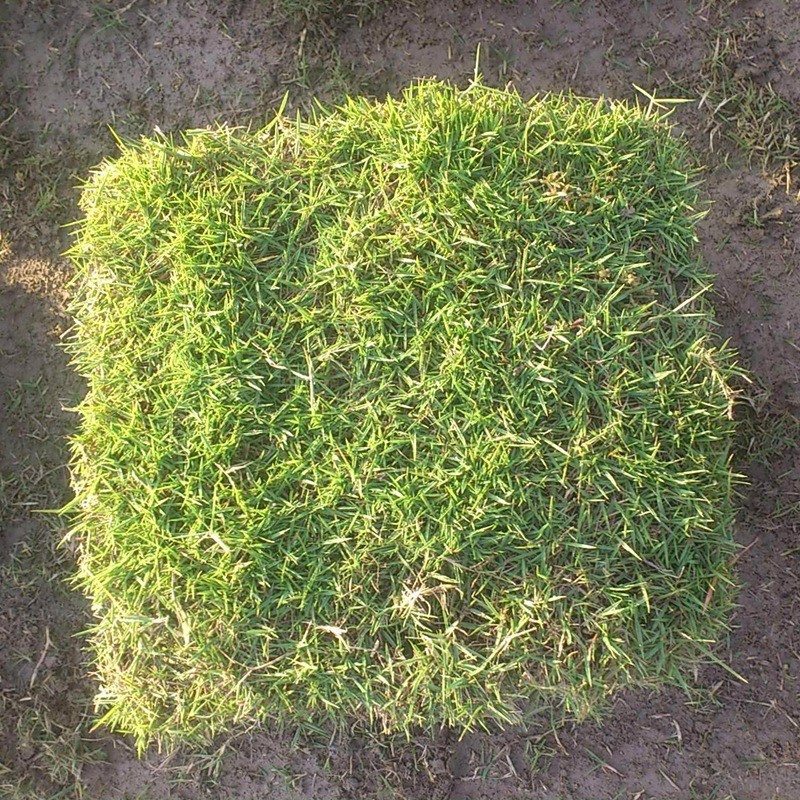 臺(tái)灣草
