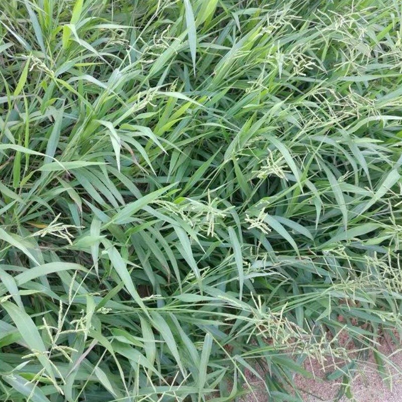 寬葉雀稗