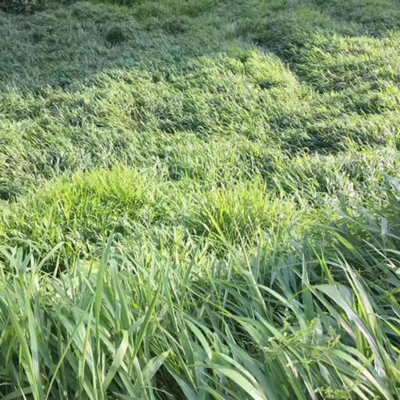 寬葉雀稗