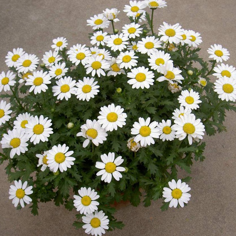 白金菊