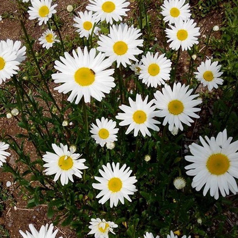 白金菊