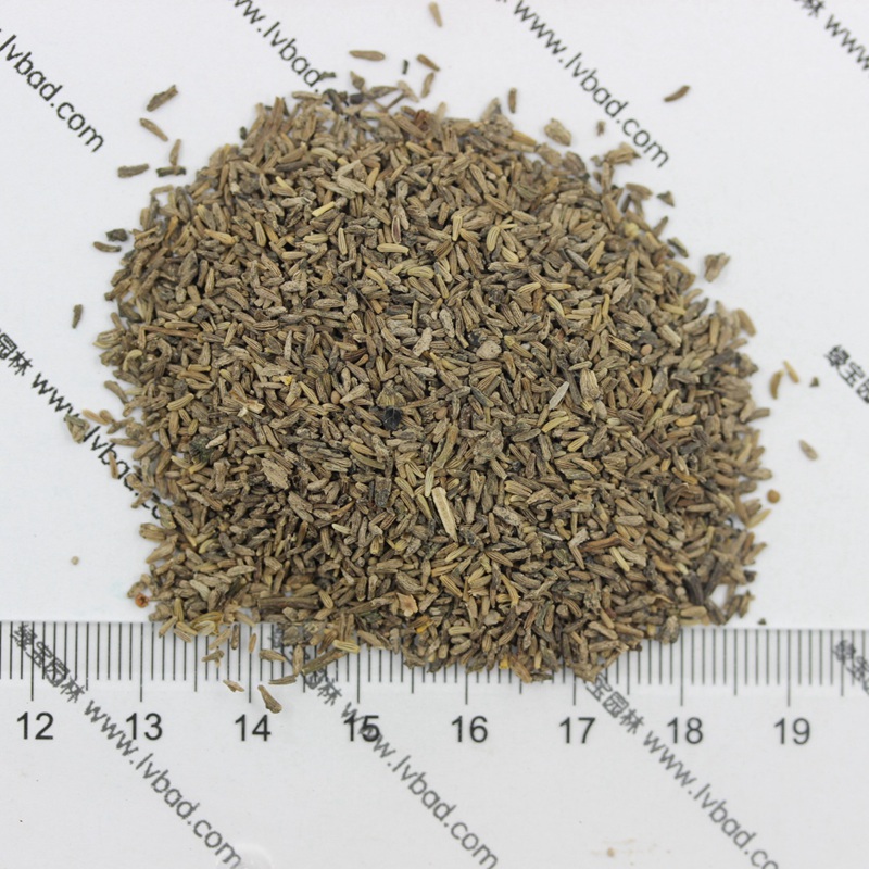 白晶菊