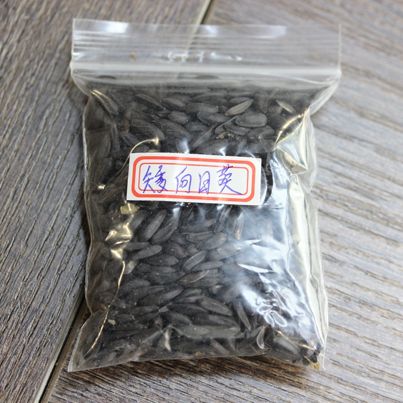矮向日葵