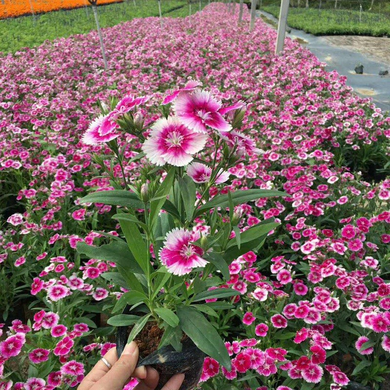 包衣五彩石竹
