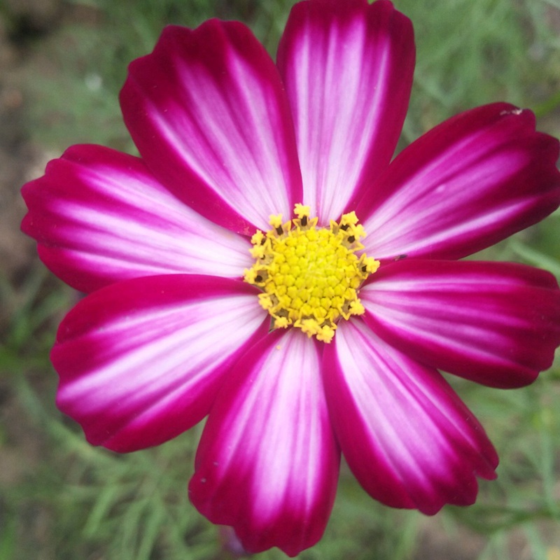 波斯菊