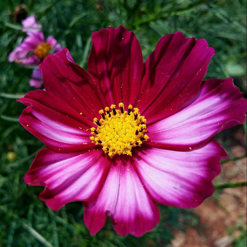 波斯菊