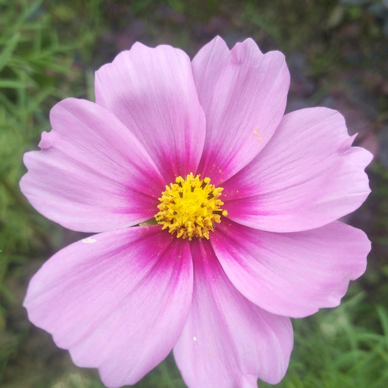 波斯菊