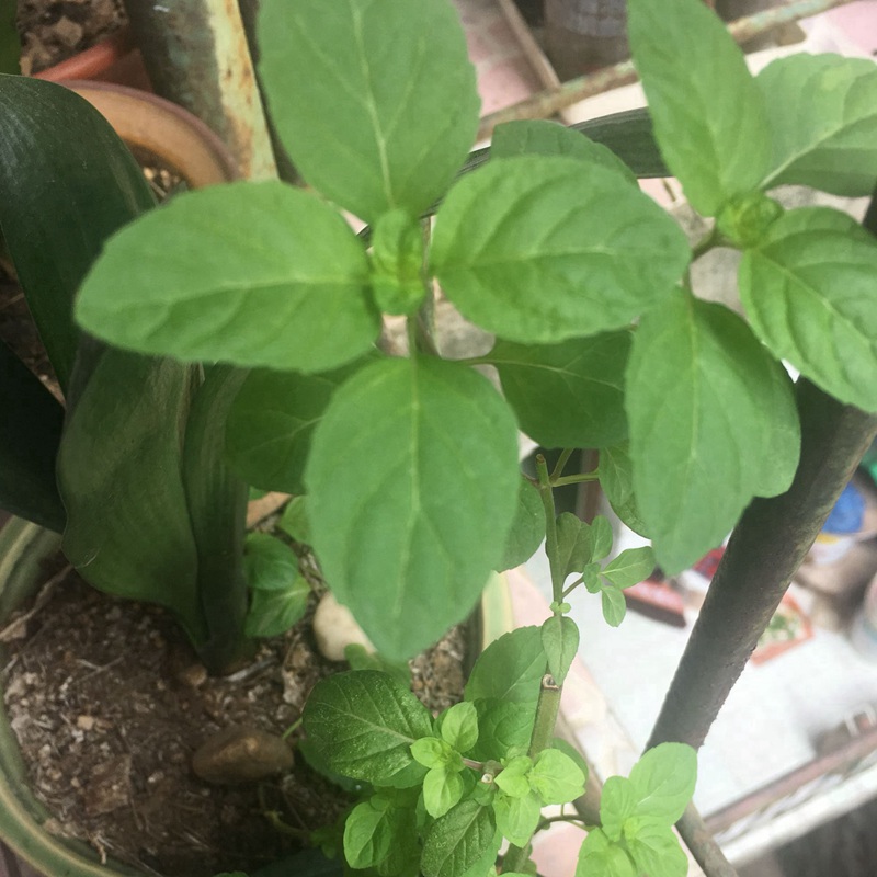 薄荷