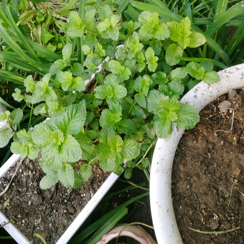 薄荷