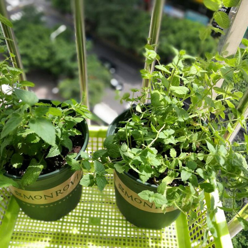 薄荷