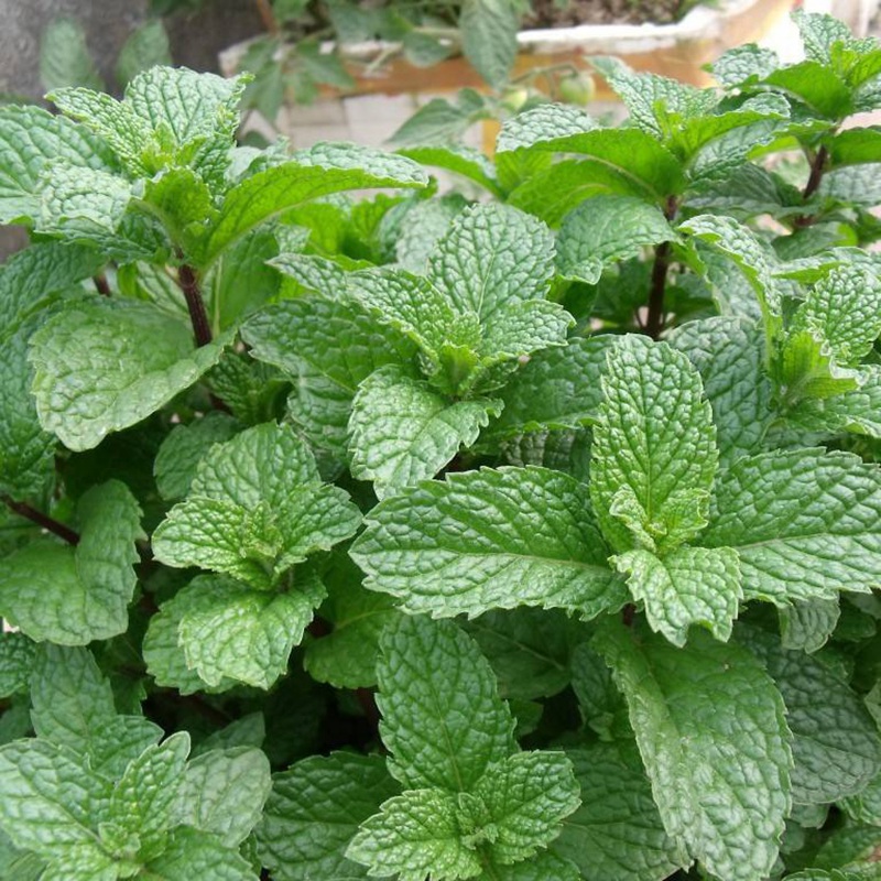 薄荷