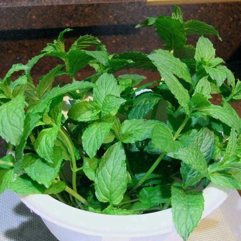 薄荷