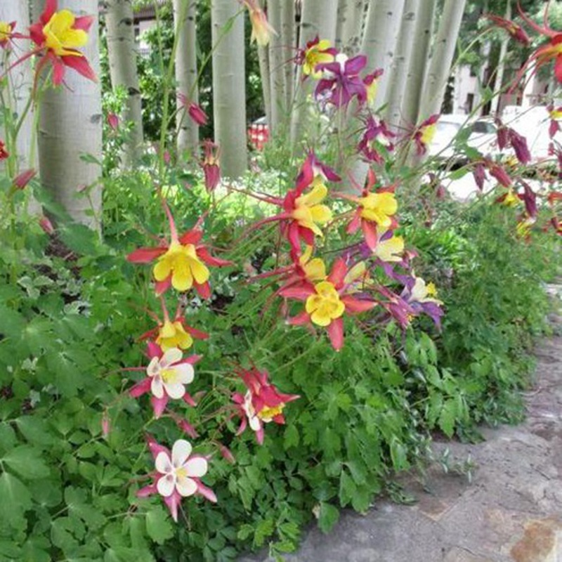 大花耬斗菜