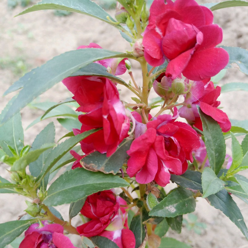 鳳仙花