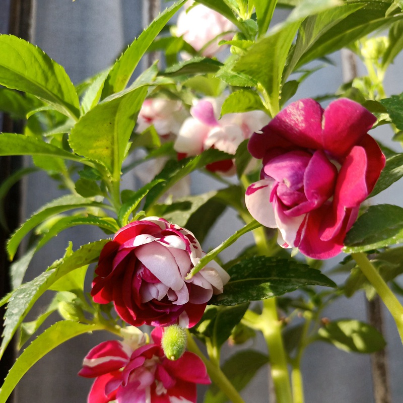 鳳仙花