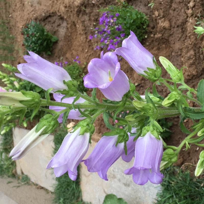 風(fēng)鈴花