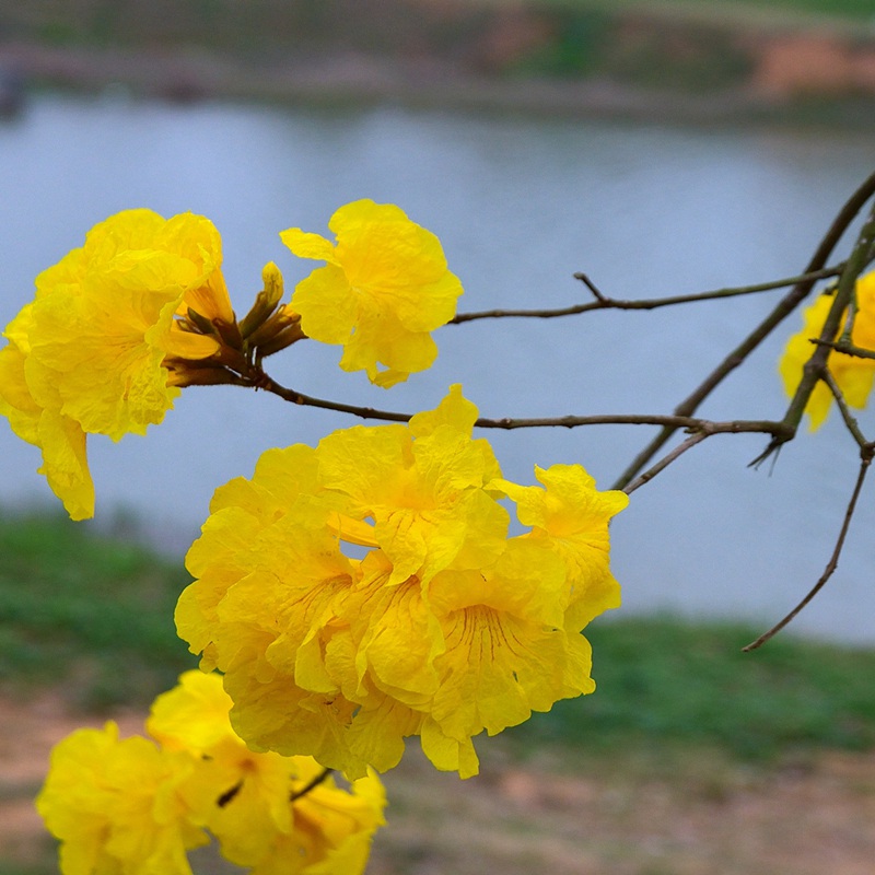 風(fēng)鈴花