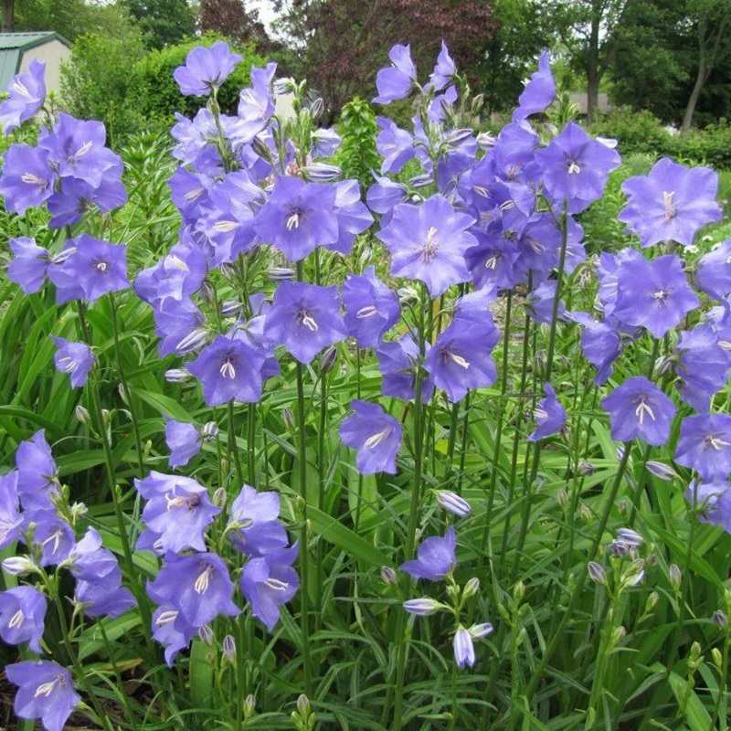 風(fēng)鈴花
