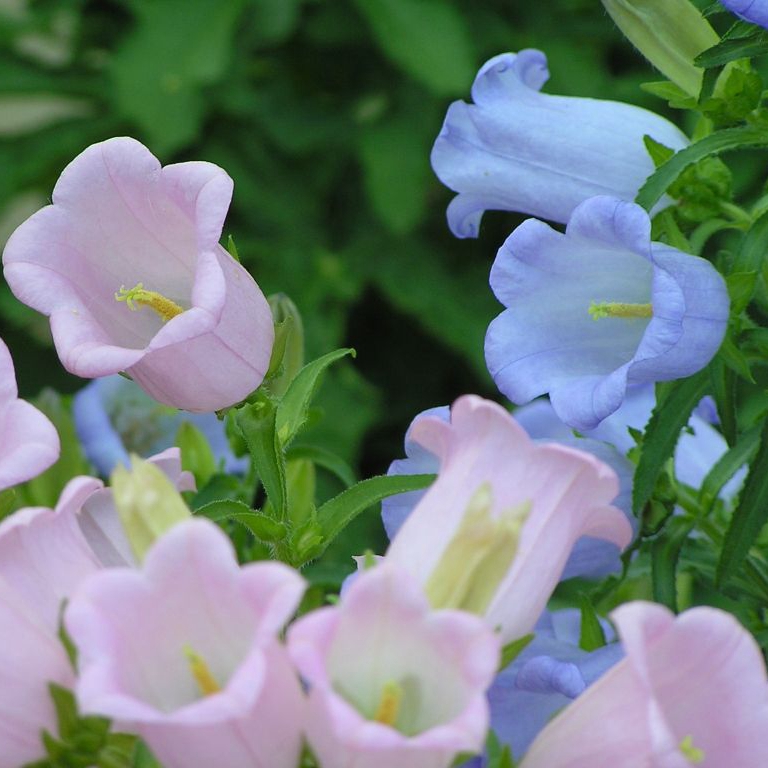風(fēng)鈴花
