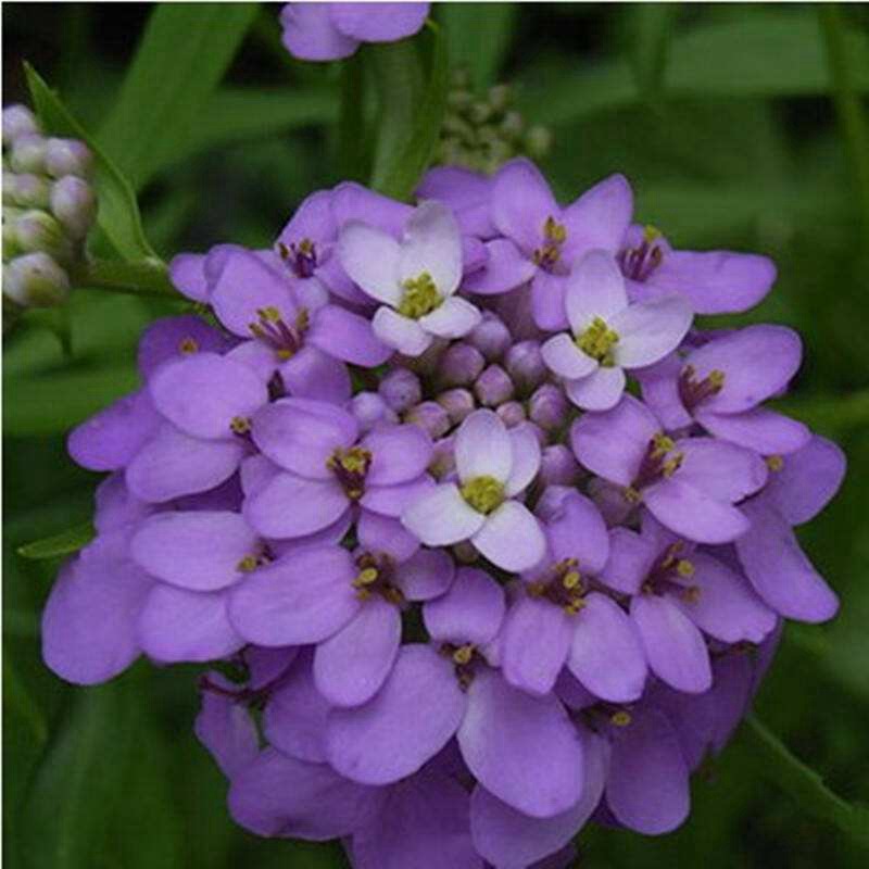 蜂室花