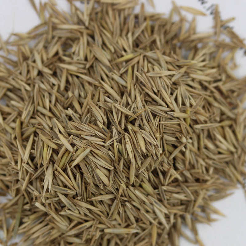紫羊茅
