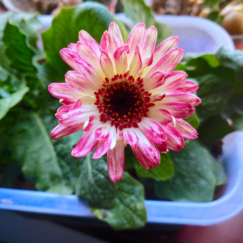 非洲菊