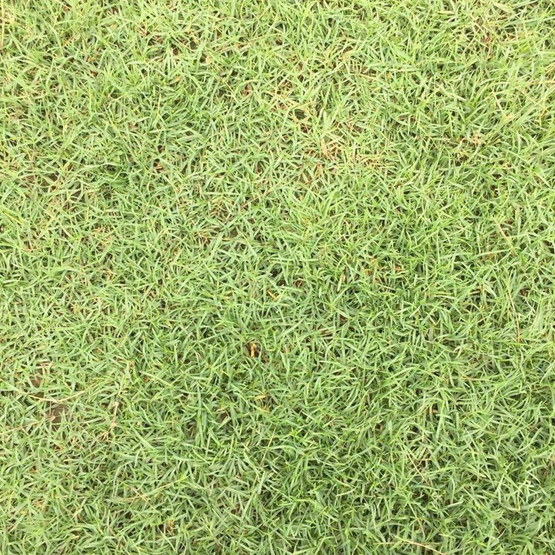 夏威夷草