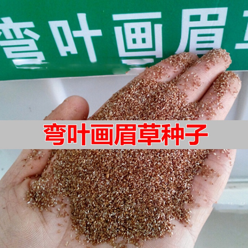 彎葉畫眉草