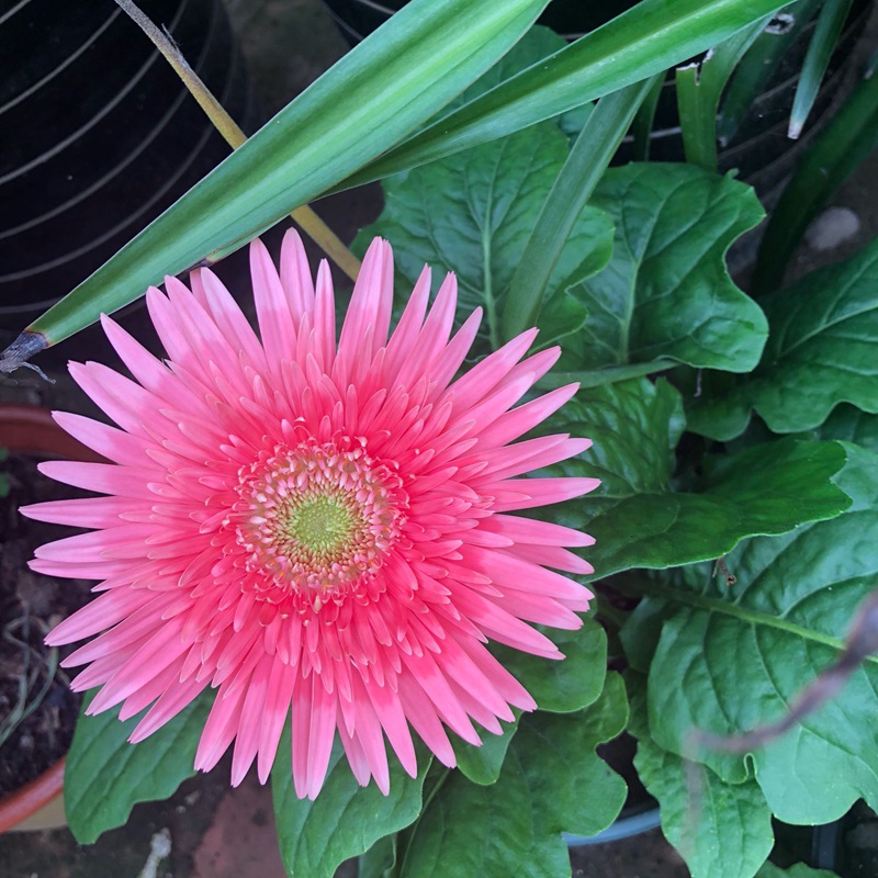 非洲菊