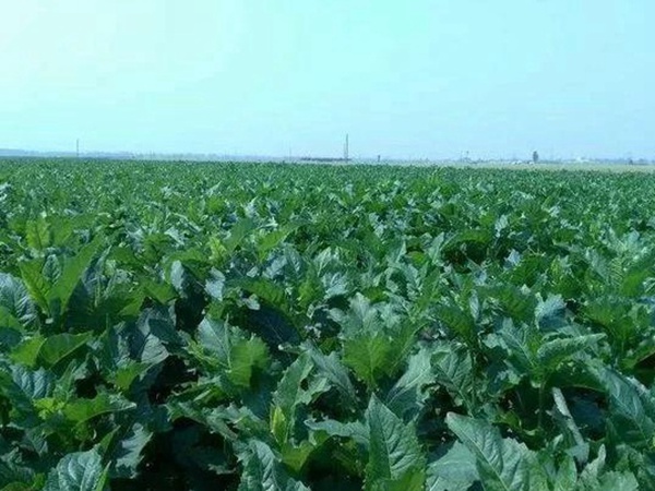串葉松香草人工種植的時候怎么樣能高產(chǎn)？