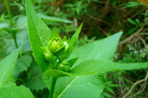 優(yōu)質(zhì)的牧草---串葉松香草，基本詳情介紹