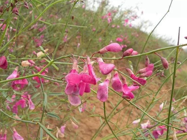 常見植物花棒——耐旱、喜光樹種