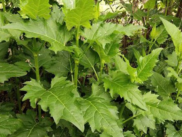 串葉松香草牧草——養(yǎng)畜禽種牧草選對品種很重要