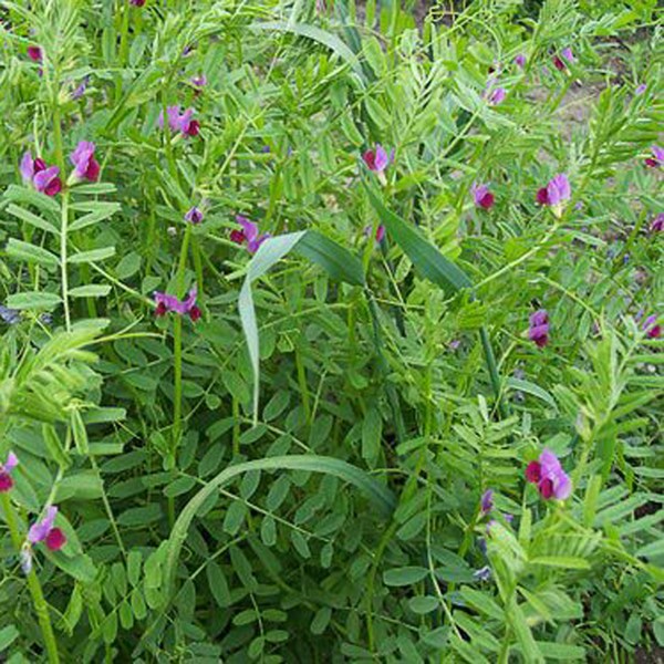 [光葉紫花苕]光葉紫花苕種子價(jià)格_種植方法