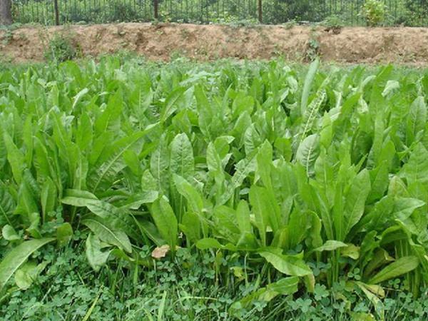 雜交育成的牧草種子，魯梅克斯種子的播種技術(shù)與方法