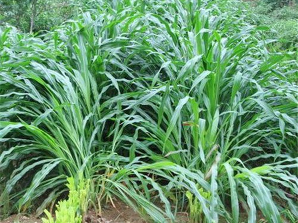 種植墨西哥玉米有這幾個(gè)要點(diǎn)，掌握好這幾個(gè)要點(diǎn)獲得高產(chǎn)量