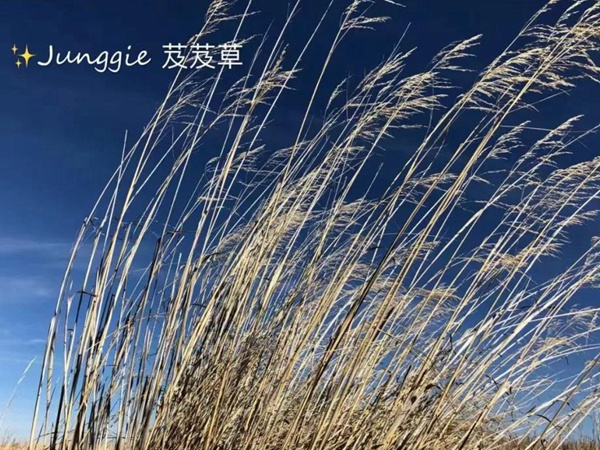 芨芨草飼用價值？——耐寒耐旱耐鹽堿