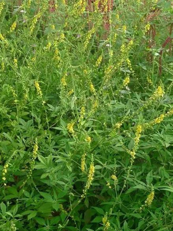 優(yōu)質(zhì)牧草種子——草木樨