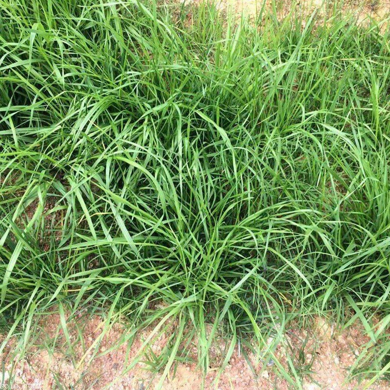狗牙根和細(xì)葉結(jié)縷草兩者有什么區(qū)別