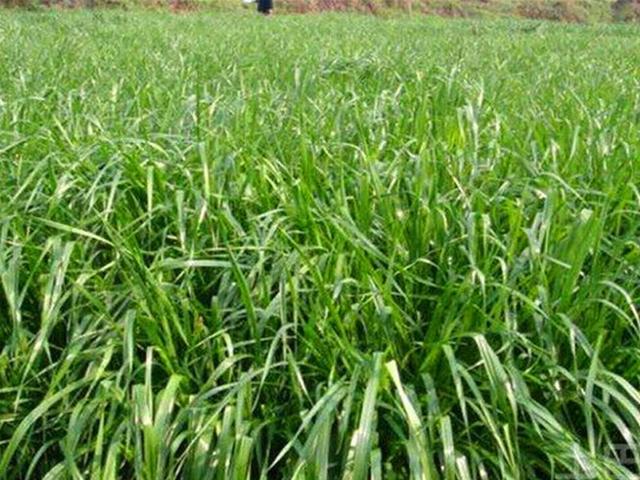 多年生黑麥草是什么？多年生黑麥草的種植方法是什么？