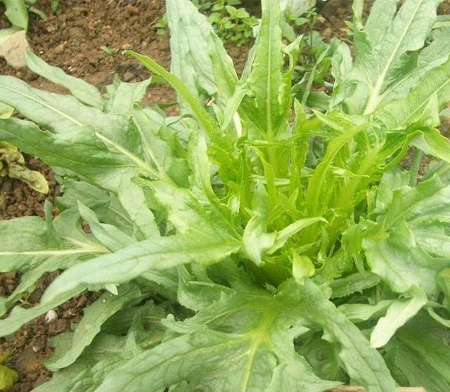 苦荬菜怎樣種植效果好？怎么種植可以高產(chǎn)量