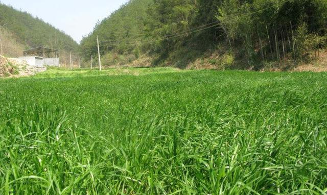 一次種植，多次收益的優(yōu)質(zhì)牧草——多年生黑麥草