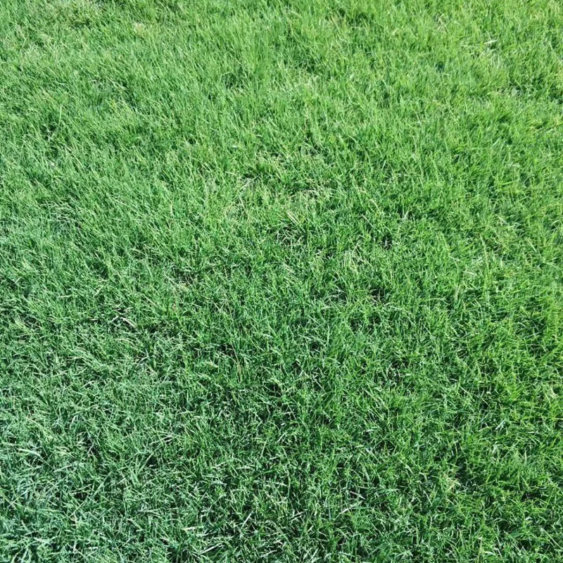 剪股穎