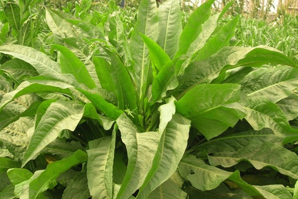 農(nóng)戶養(yǎng)鴨菊苣種子價(jià)格多少錢一斤，菊苣草播種時間