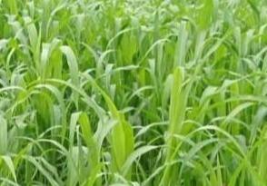 高丹草如何養(yǎng)殖，種植方法是什么？