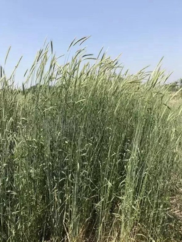 黑麥草種子—冬牧70牧草種子管理方法