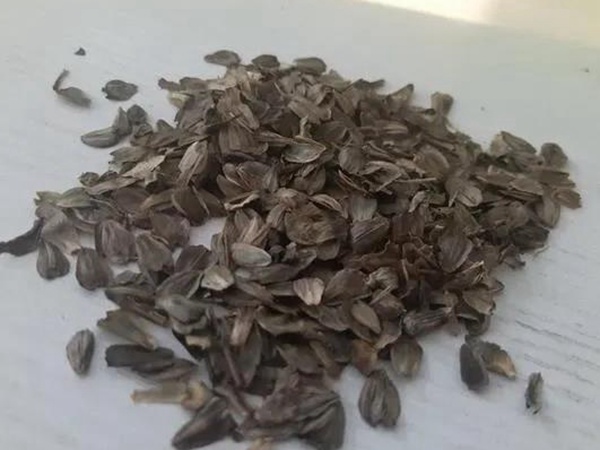 串葉松香草的營養(yǎng)價值以及栽培技術(shù)介紹