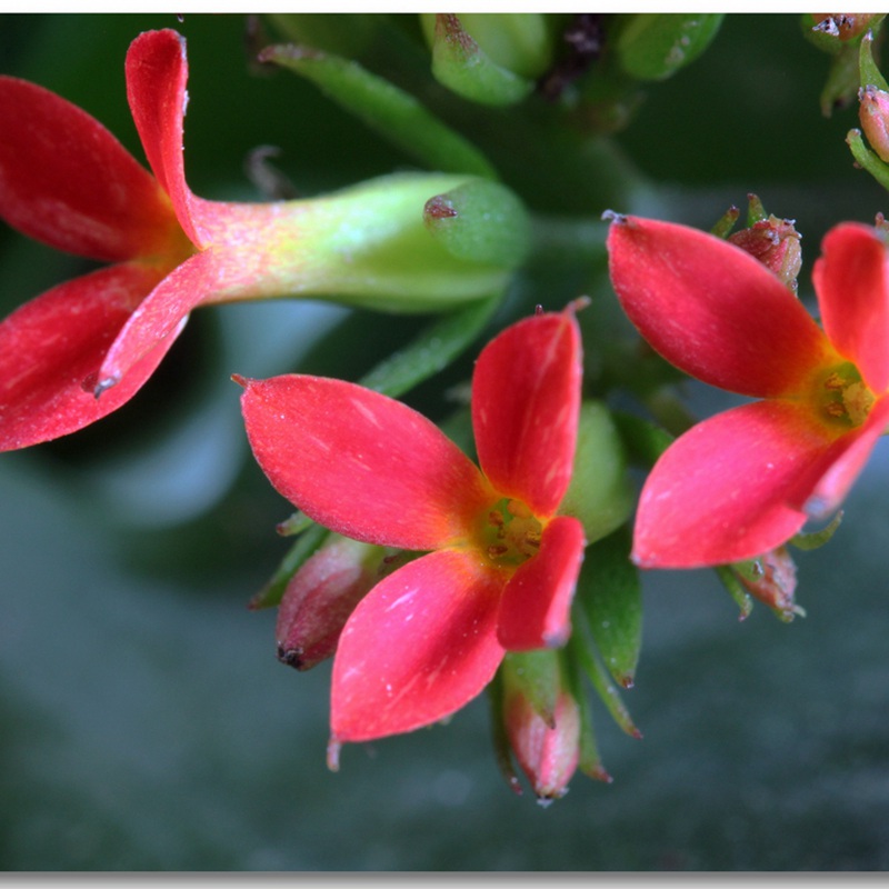 福壽花
