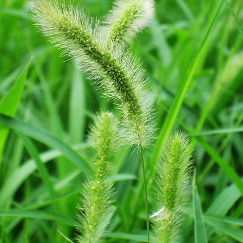 狗尾草