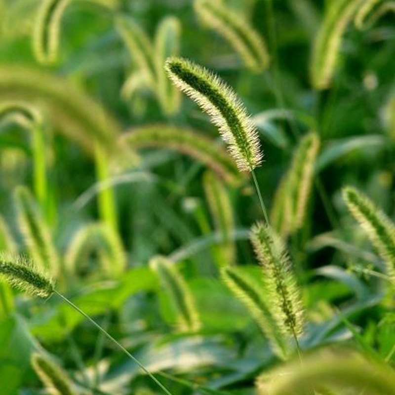狗尾草